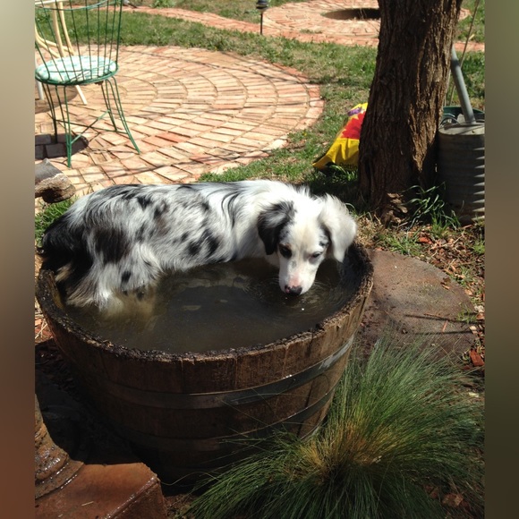 Meet your Posher, Crystal - Picture 3 of 3